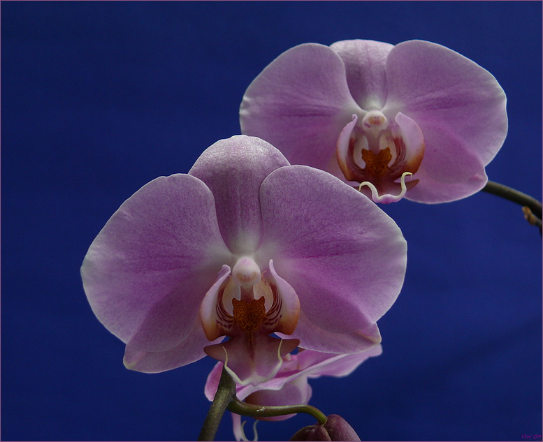 Orchid season X