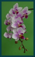 Orchid season XI