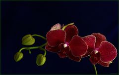 Orchid season XV