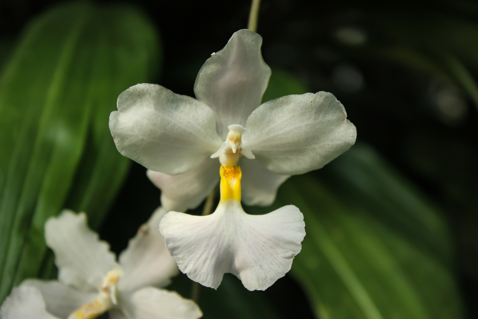 Orchid, species