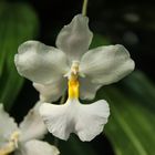 Orchid, species