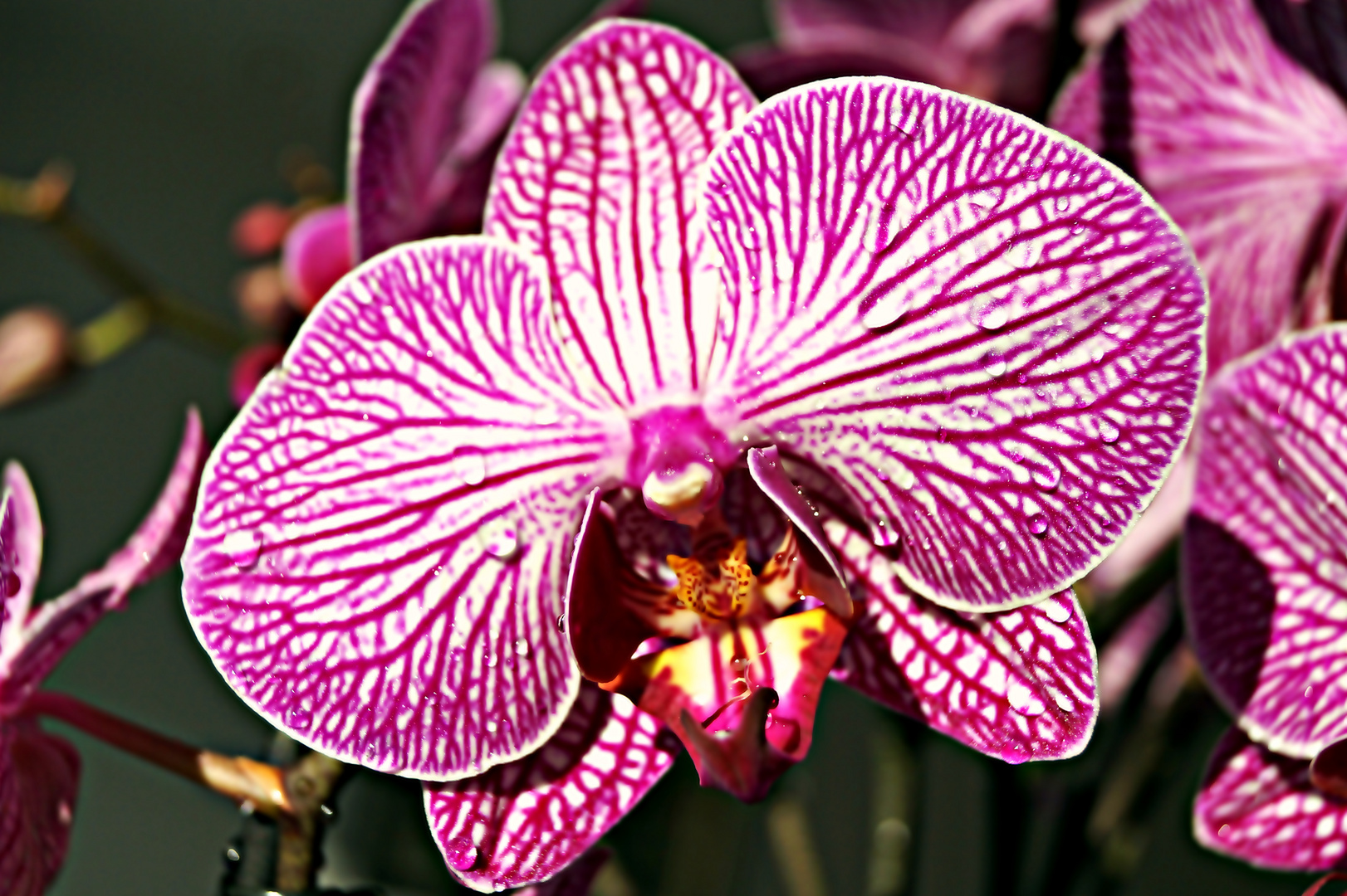 ***Orchid & Tropfen***