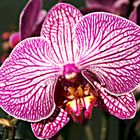 ***Orchid & Tropfen***