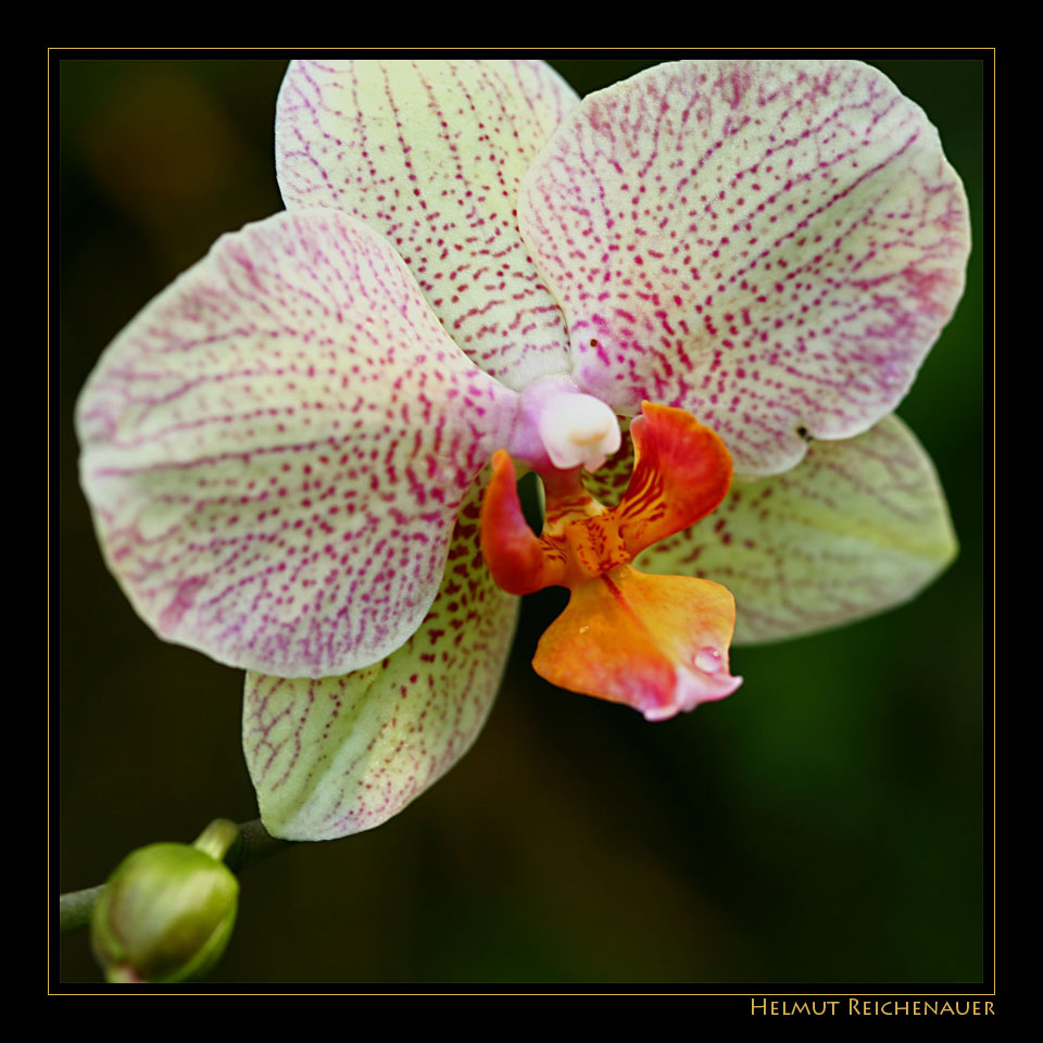 Orchid V, Orchideaceae, Botanischer Garten, Linz, OOE / A