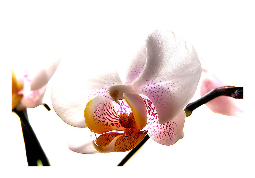 Orchid VI