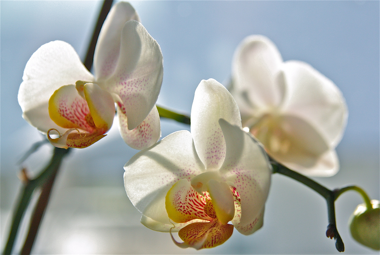 Orchid VII