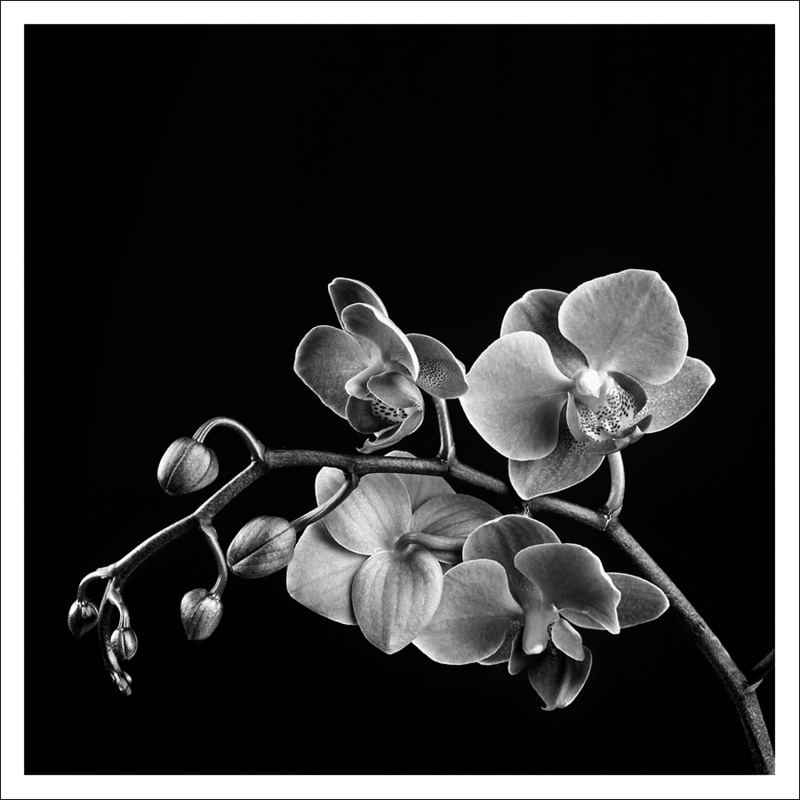 Orchid_01