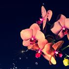 Orchid_1