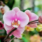 Orchid1