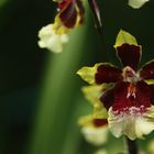 Orchid2