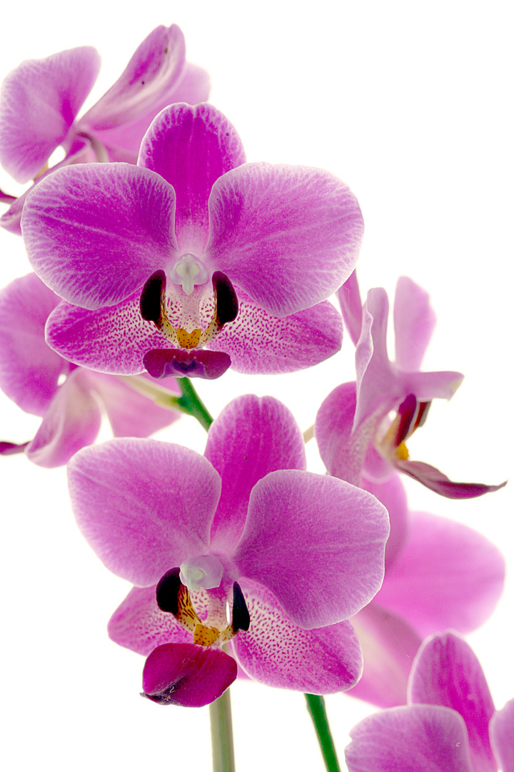 Orchida