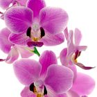 Orchida