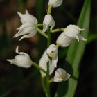 Orchidacea - Cephalanthera longifolia