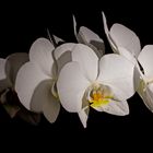 Orchidacea phalaenopsis crefeldina (Krefelder Nachtfalter)