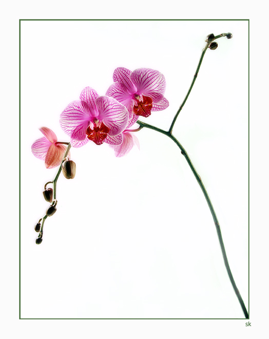 Orchidaceae