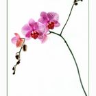 Orchidaceae