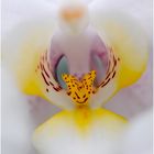 Orchidaceae