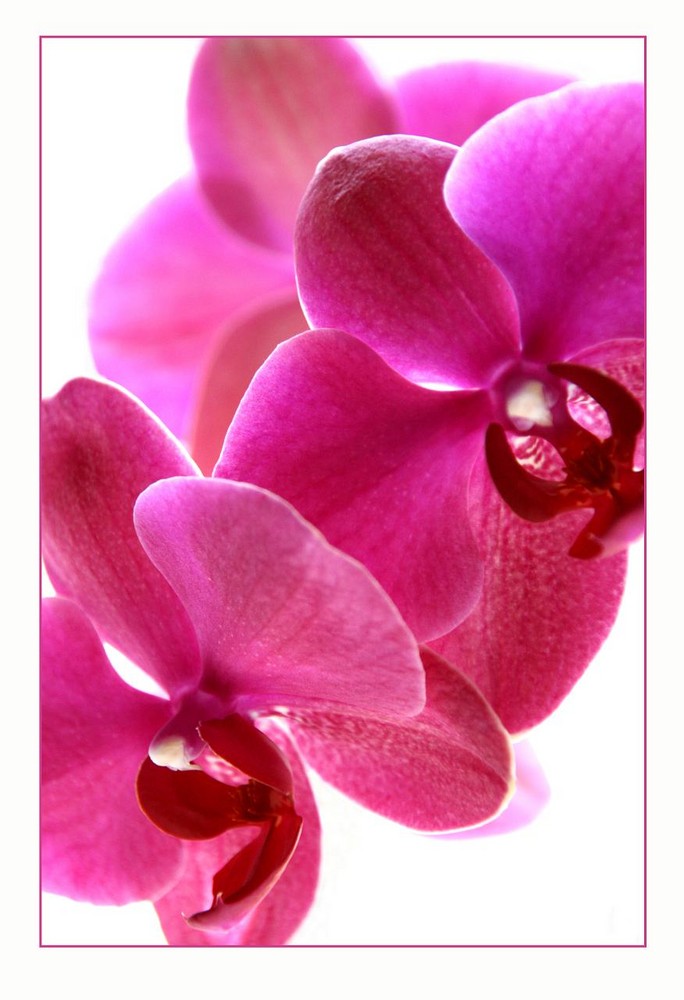 Orchidaceae