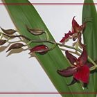 Orchidaceae blüht gerade