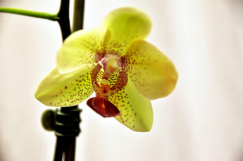 Orchidaceae " Brifenaria spp."