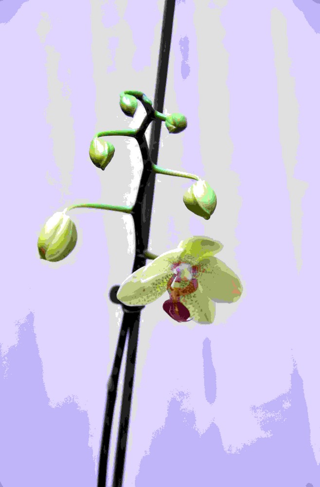 Orchidaceae "Brifrenaria spp." 2