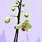 Orchidaceae "Brifrenaria spp." 2