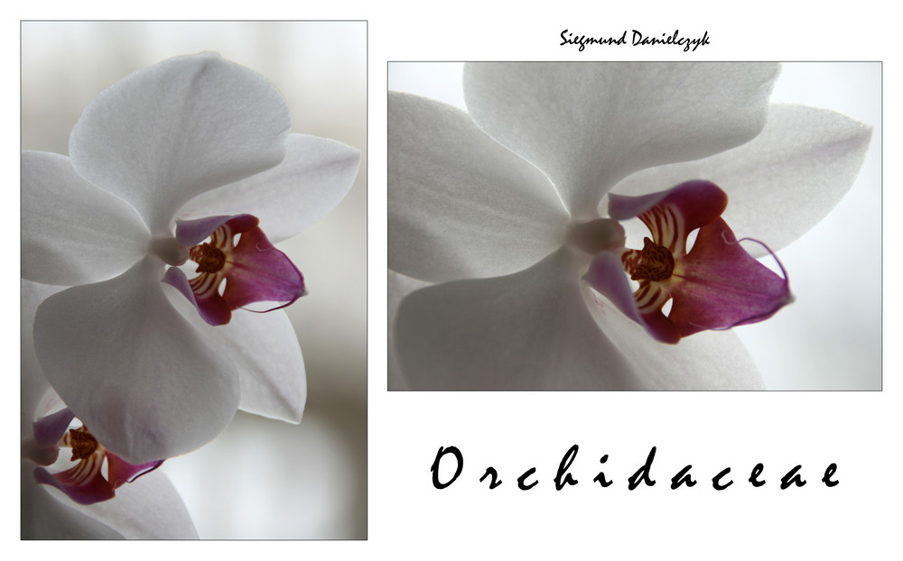 Orchidaceae