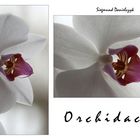 Orchidaceae