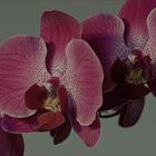 Orchidaceae