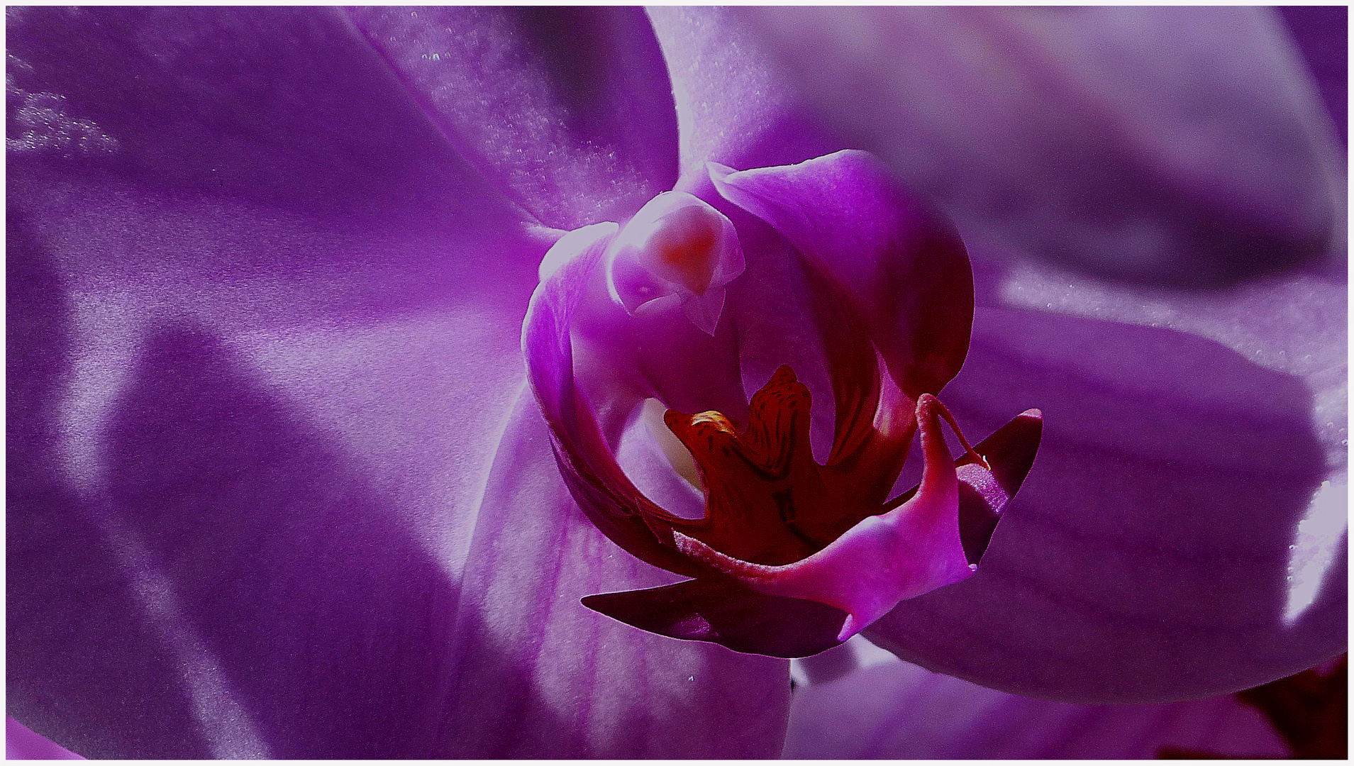 Orchidaceae Foto & Bild pflanzen, pilze & flechten, blüten