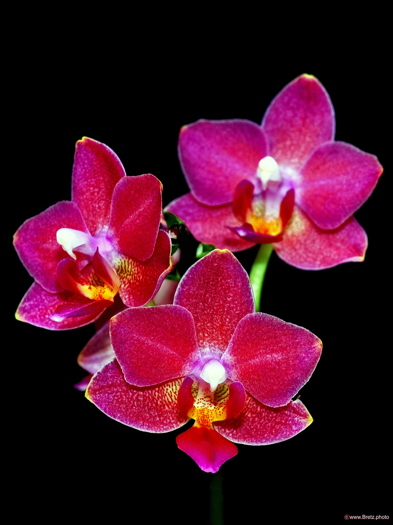 Orchidaceae