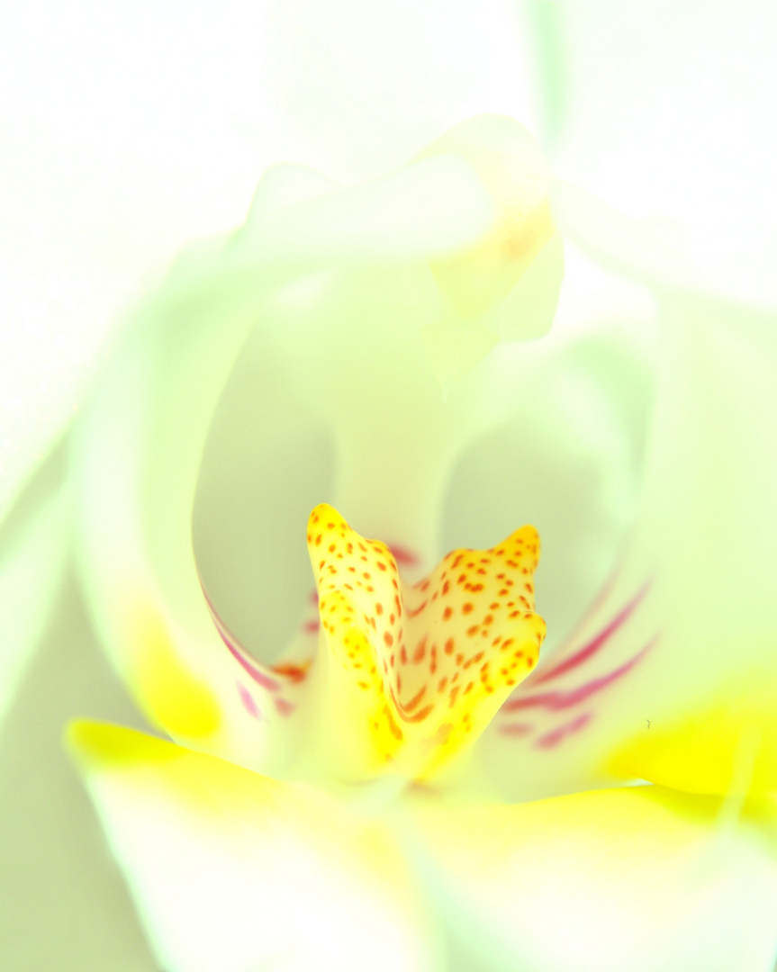 Orchidaceae II