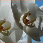 Orchidaceae II