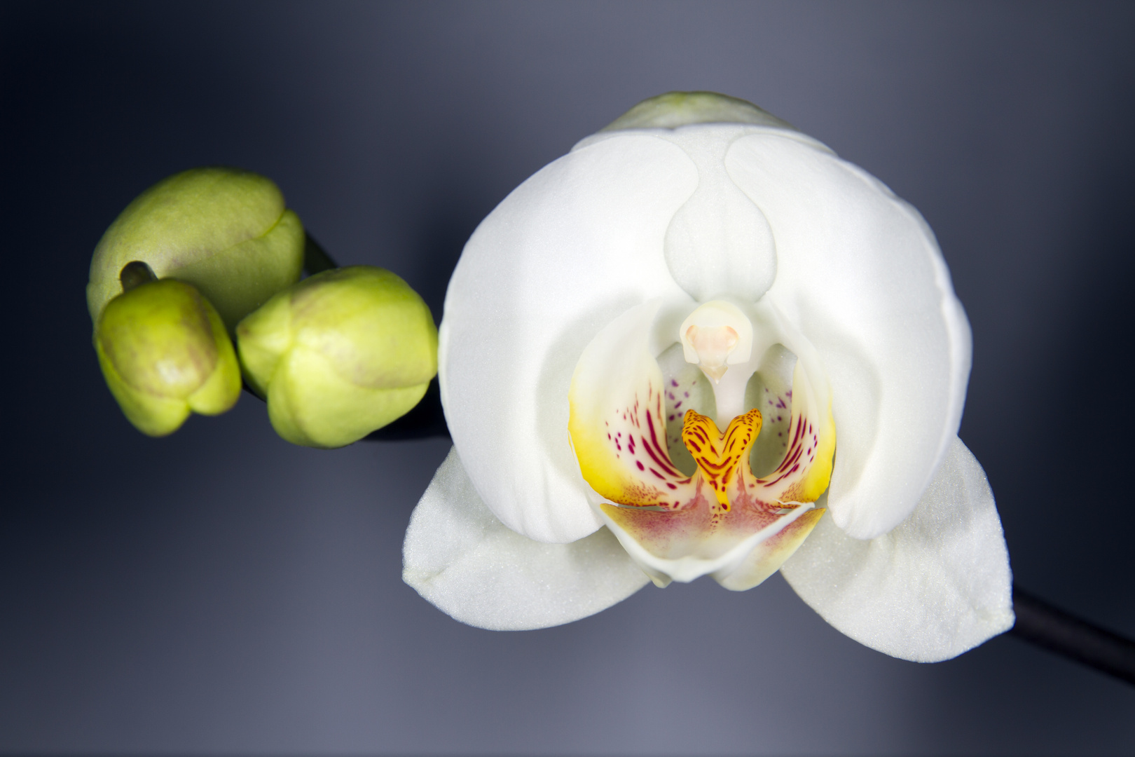 Orchidaceae II