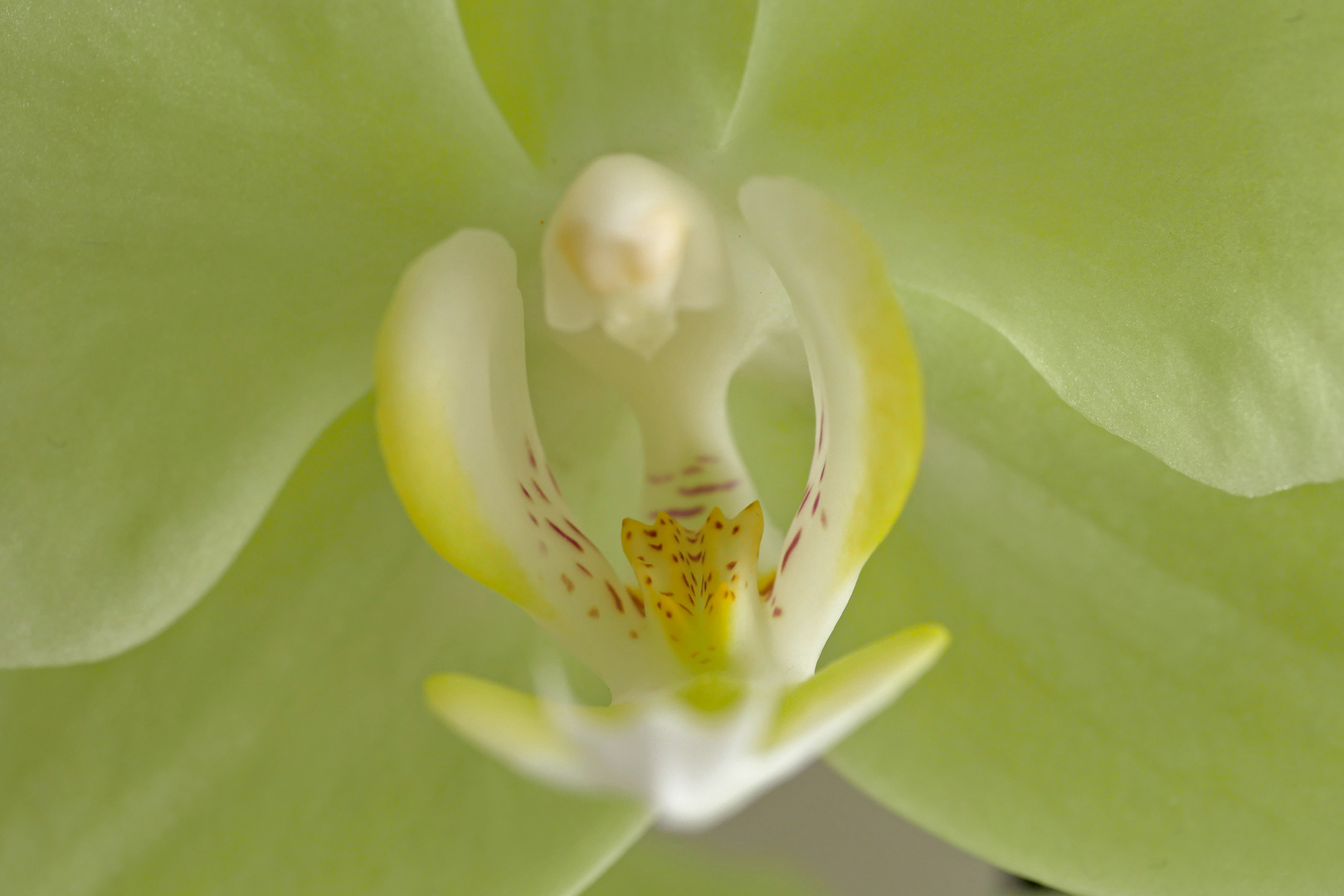 Orchidaceae Makro 1