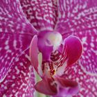 Orchidaceae Makro 2