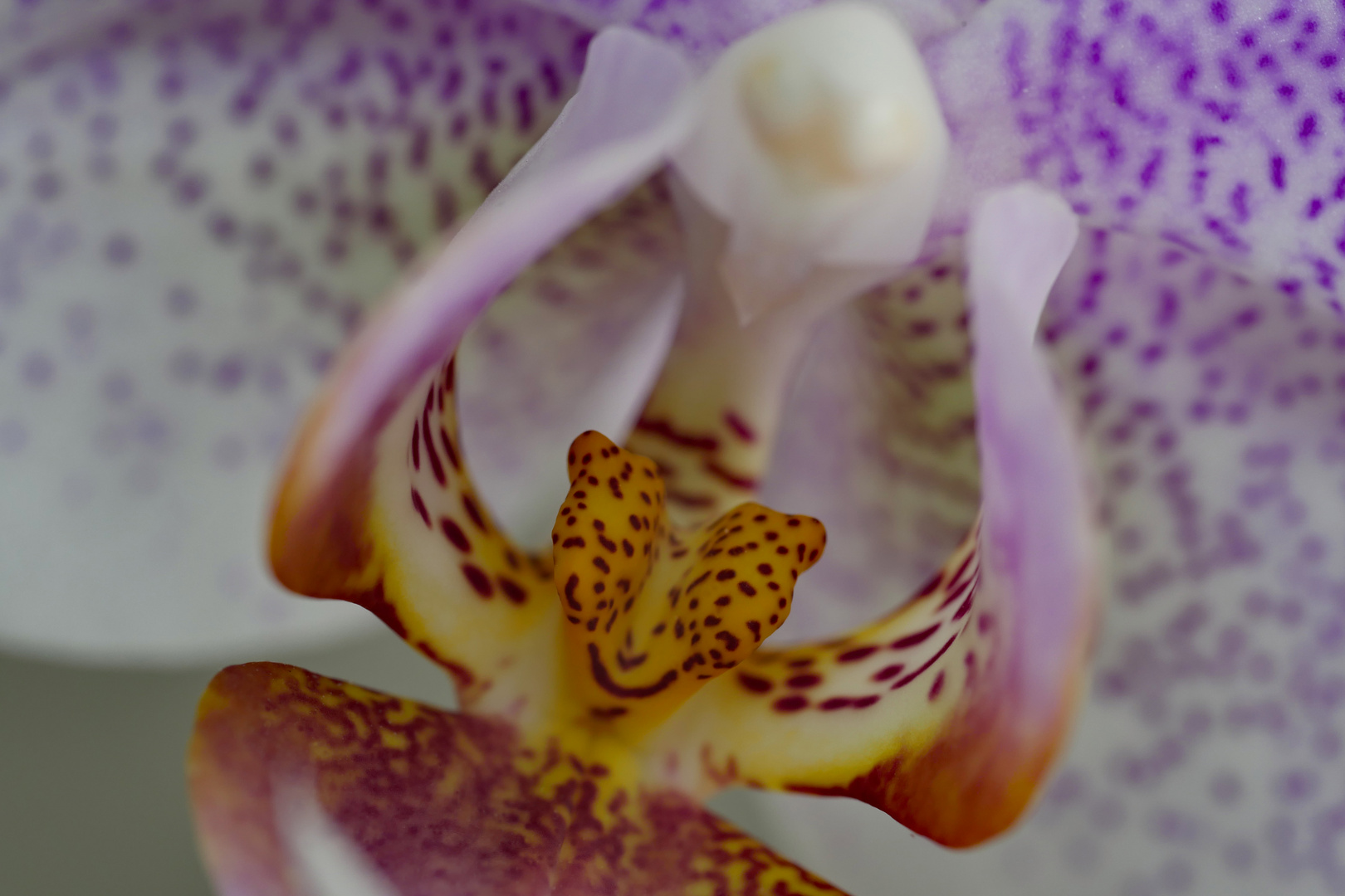 Orchidaceae Makro 3