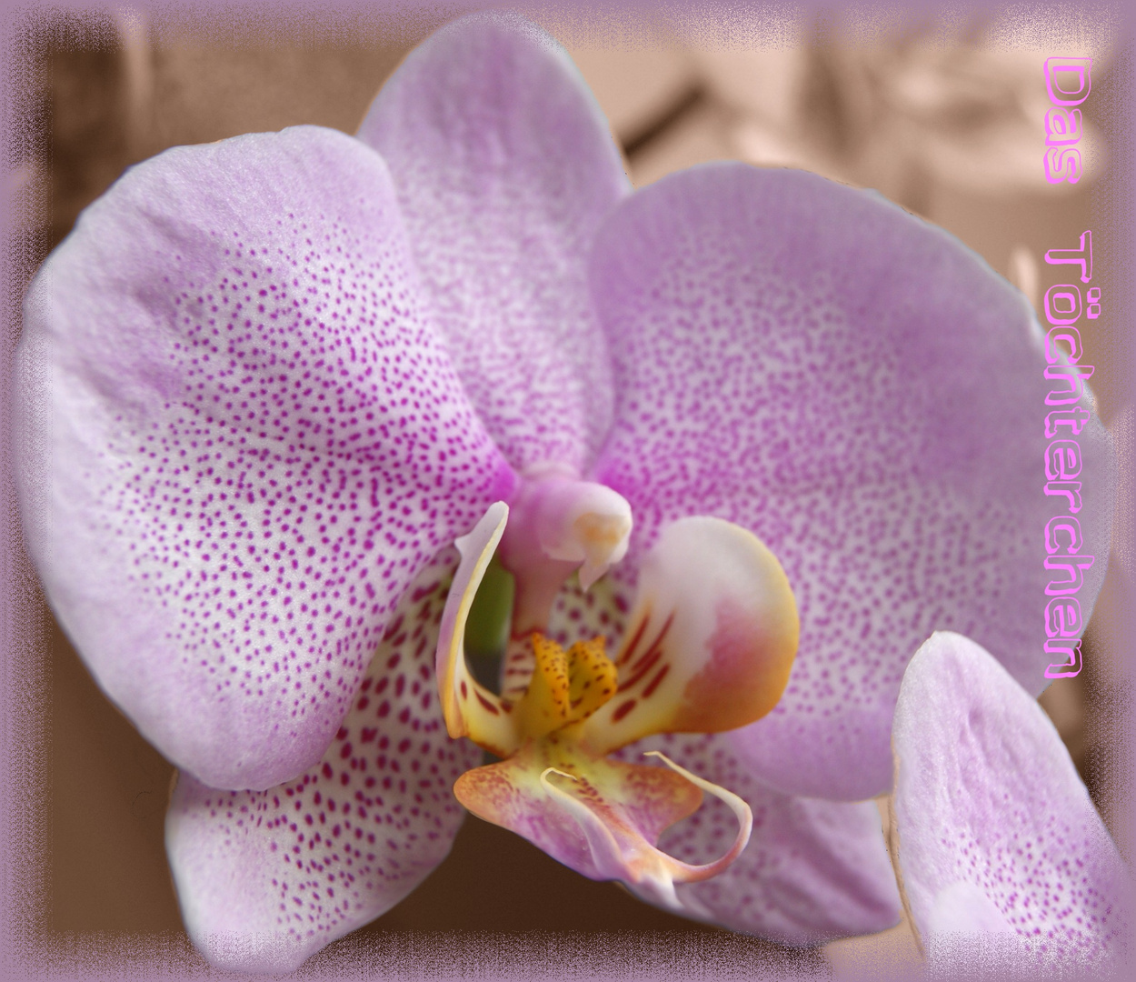 Orchidaceae (Orchidee)