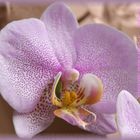 Orchidaceae (Orchidee)