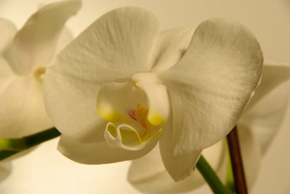 Orchidae