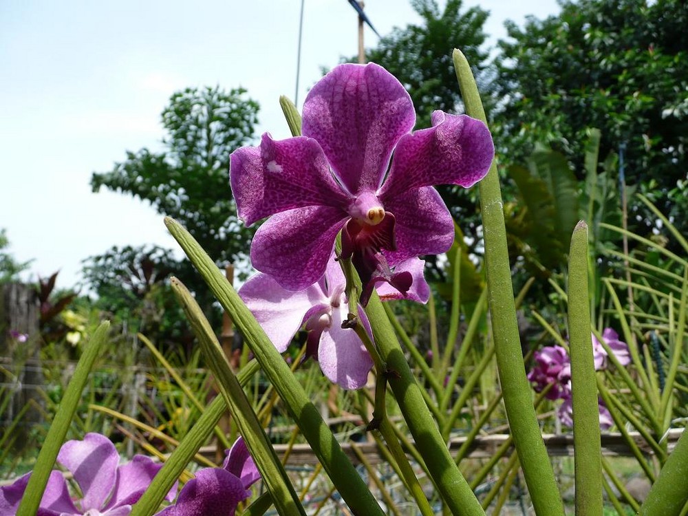 Orchidarium 2, Manila