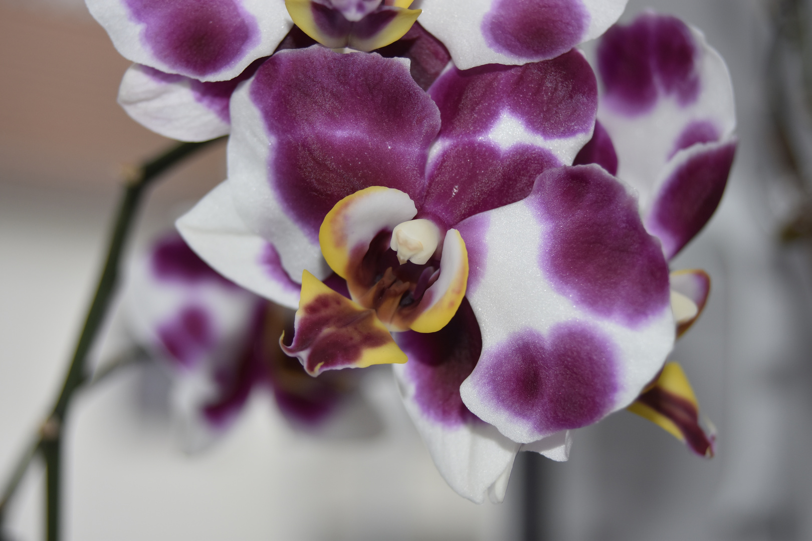 Orchide