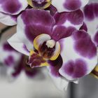 Orchide