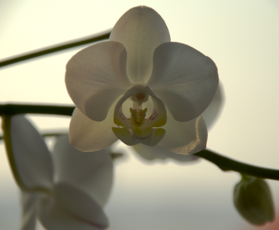 Orchide