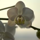 Orchide