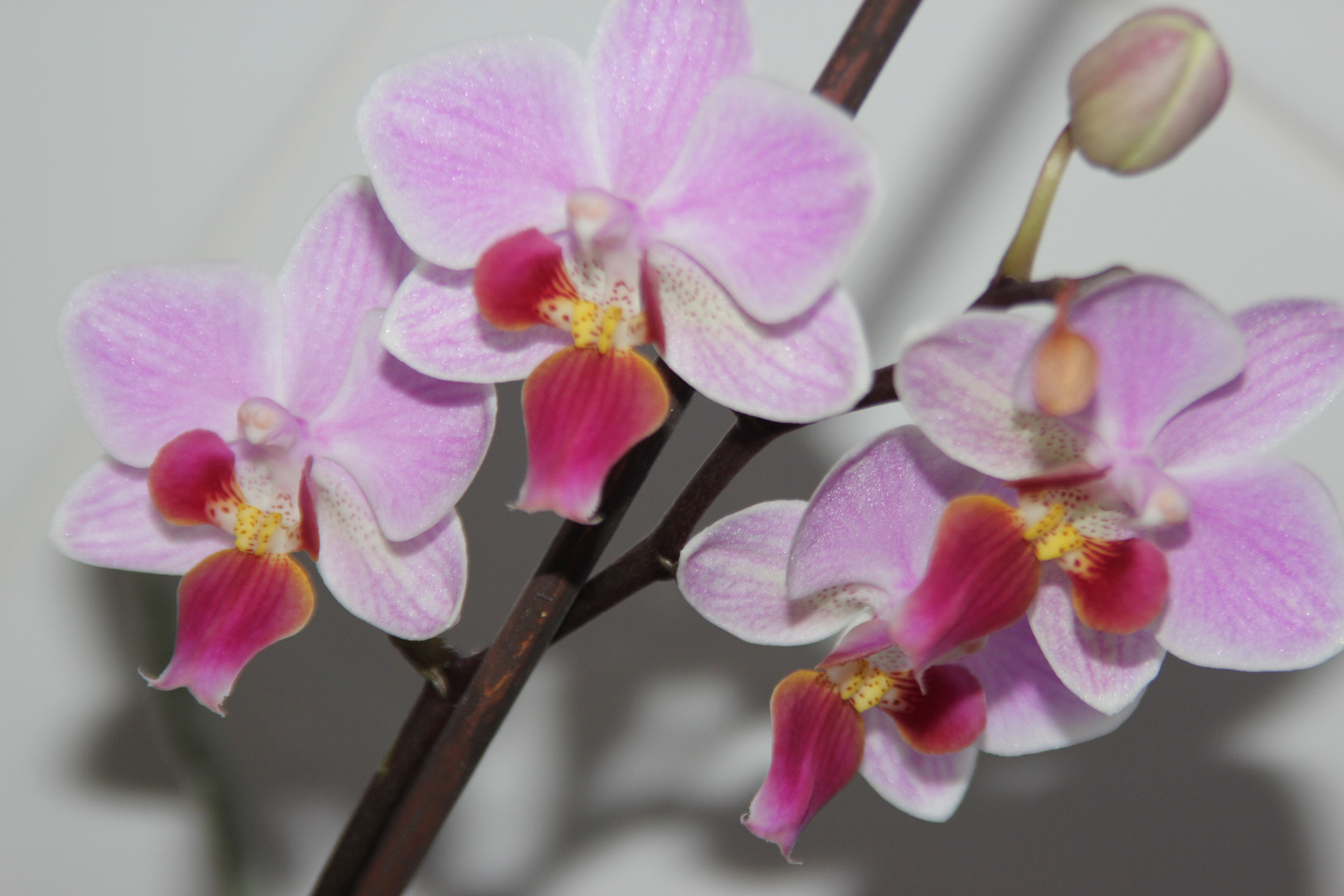 Orchide