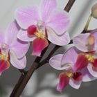 Orchide