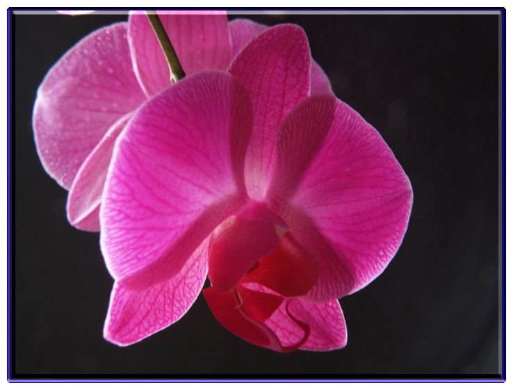 Orchide (2)