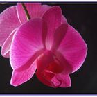 Orchide (2)