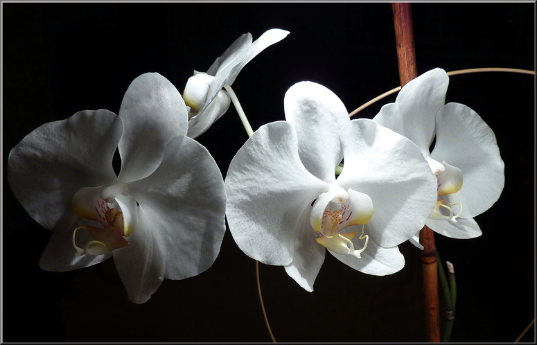 Orchide 2